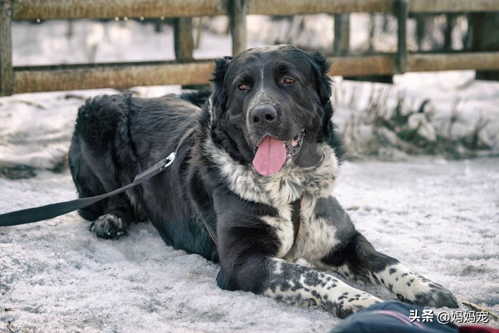 高加索犬幼犬多少钱一只