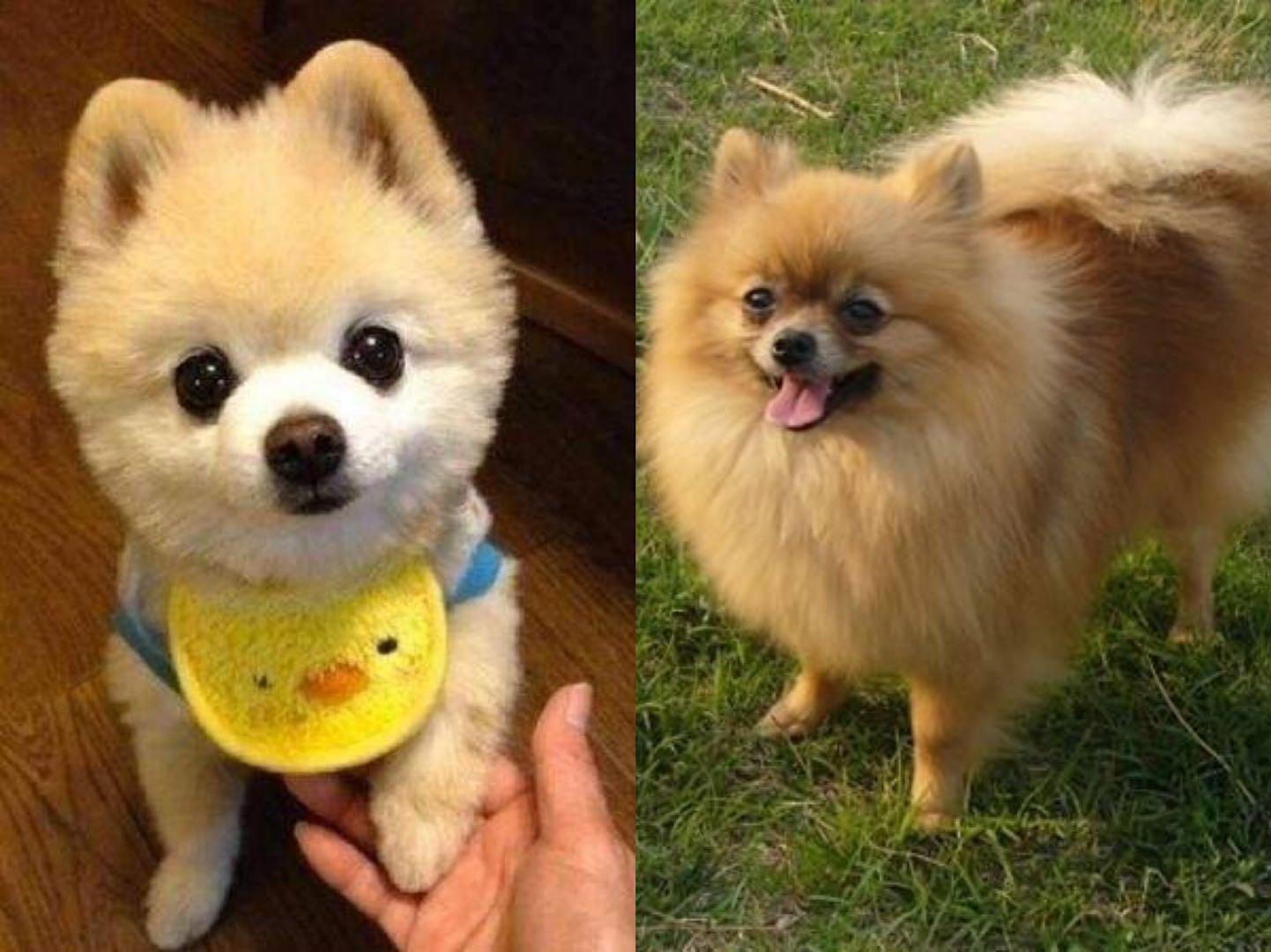 俊介犬属于什么品种