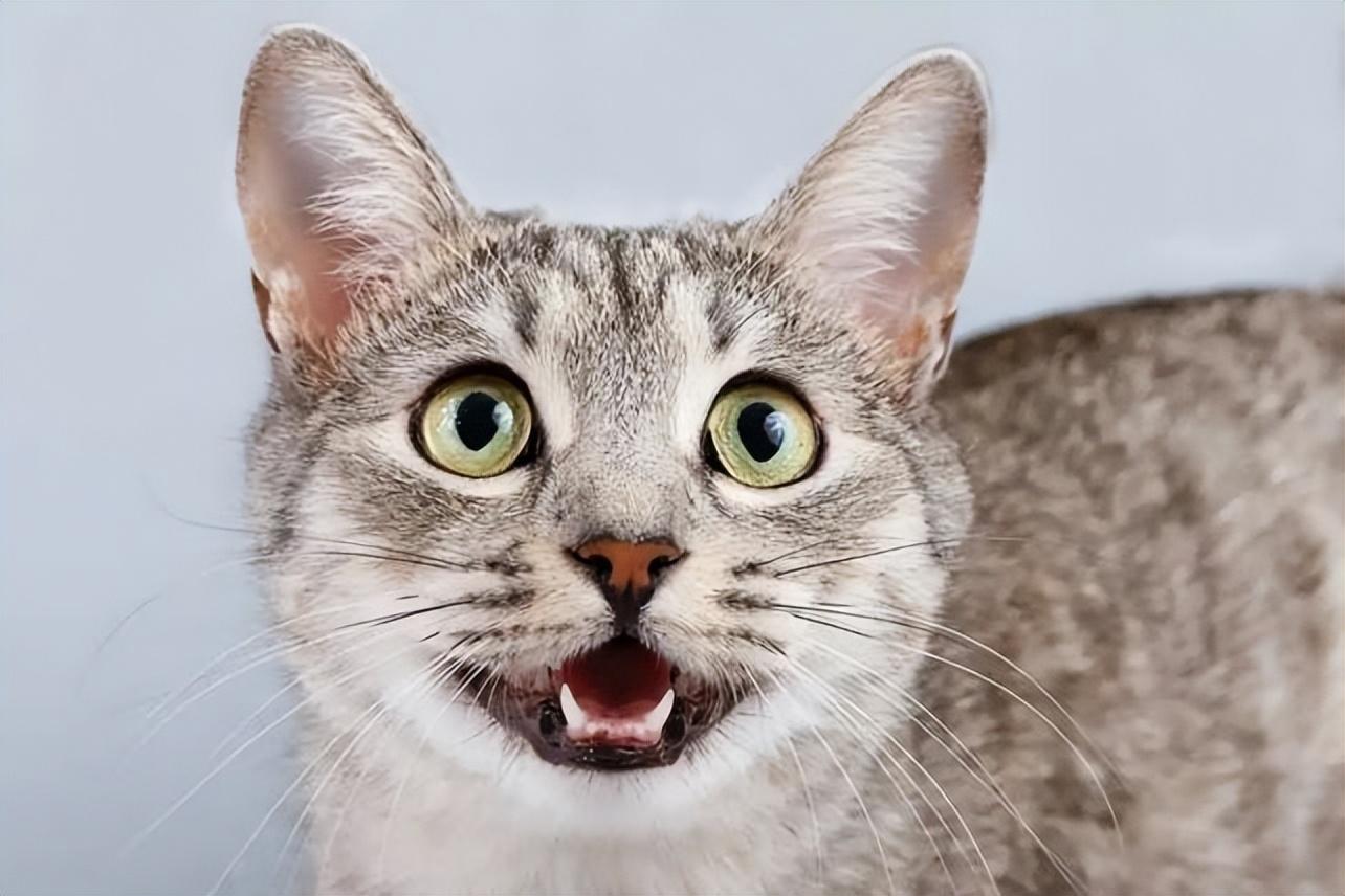 猫咪张嘴喘气呼吸急促