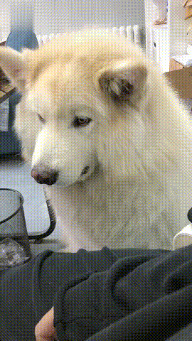 白色阿拉斯加犬图片