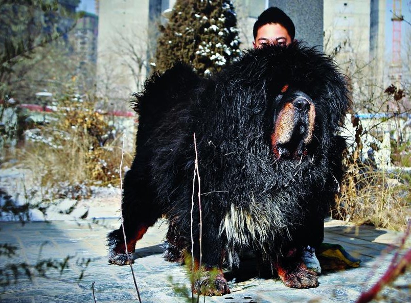 猪獒是怎么杂交出来的