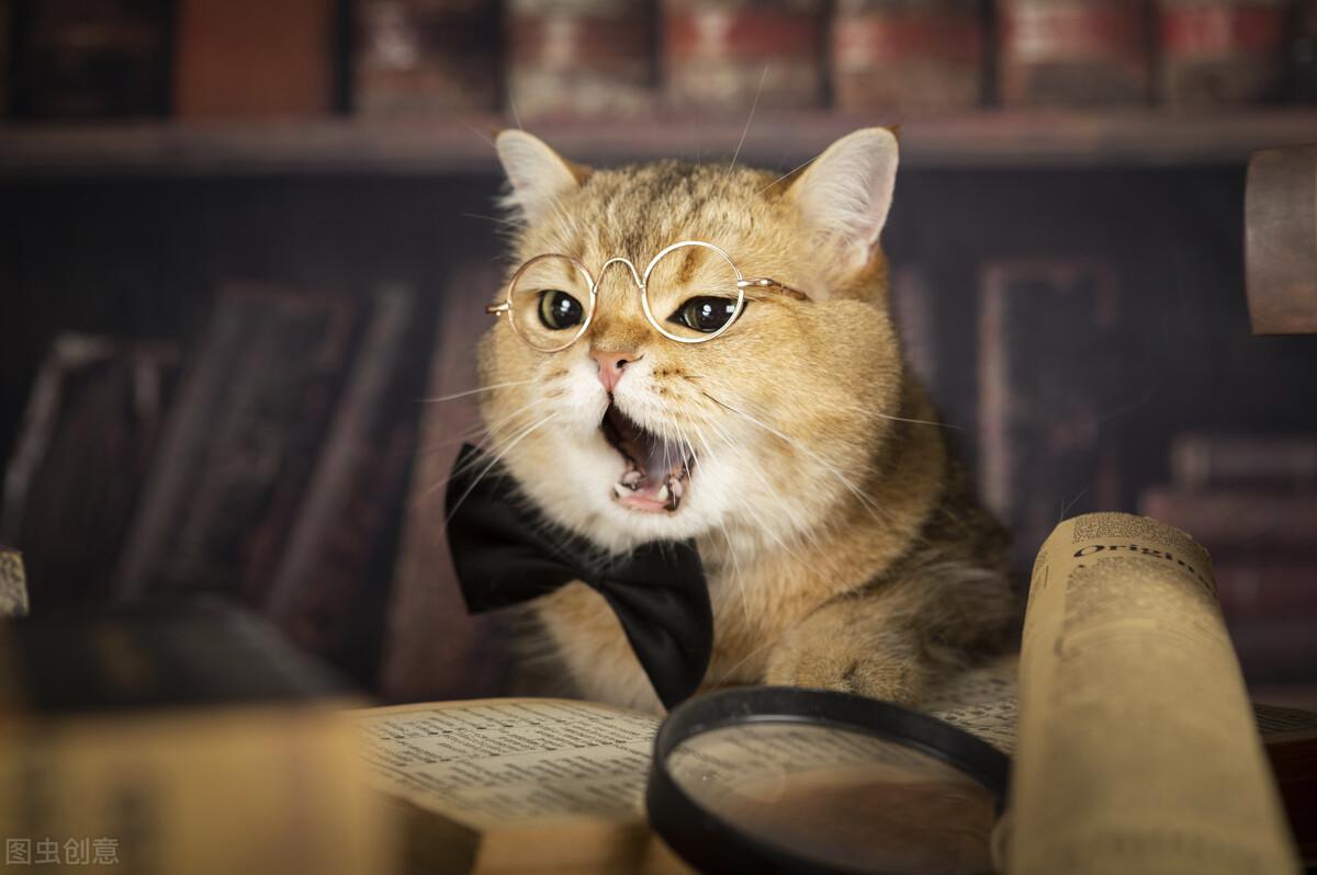 布偶猫多大可以配种(几个月布偶猫合适配种生育小猫）