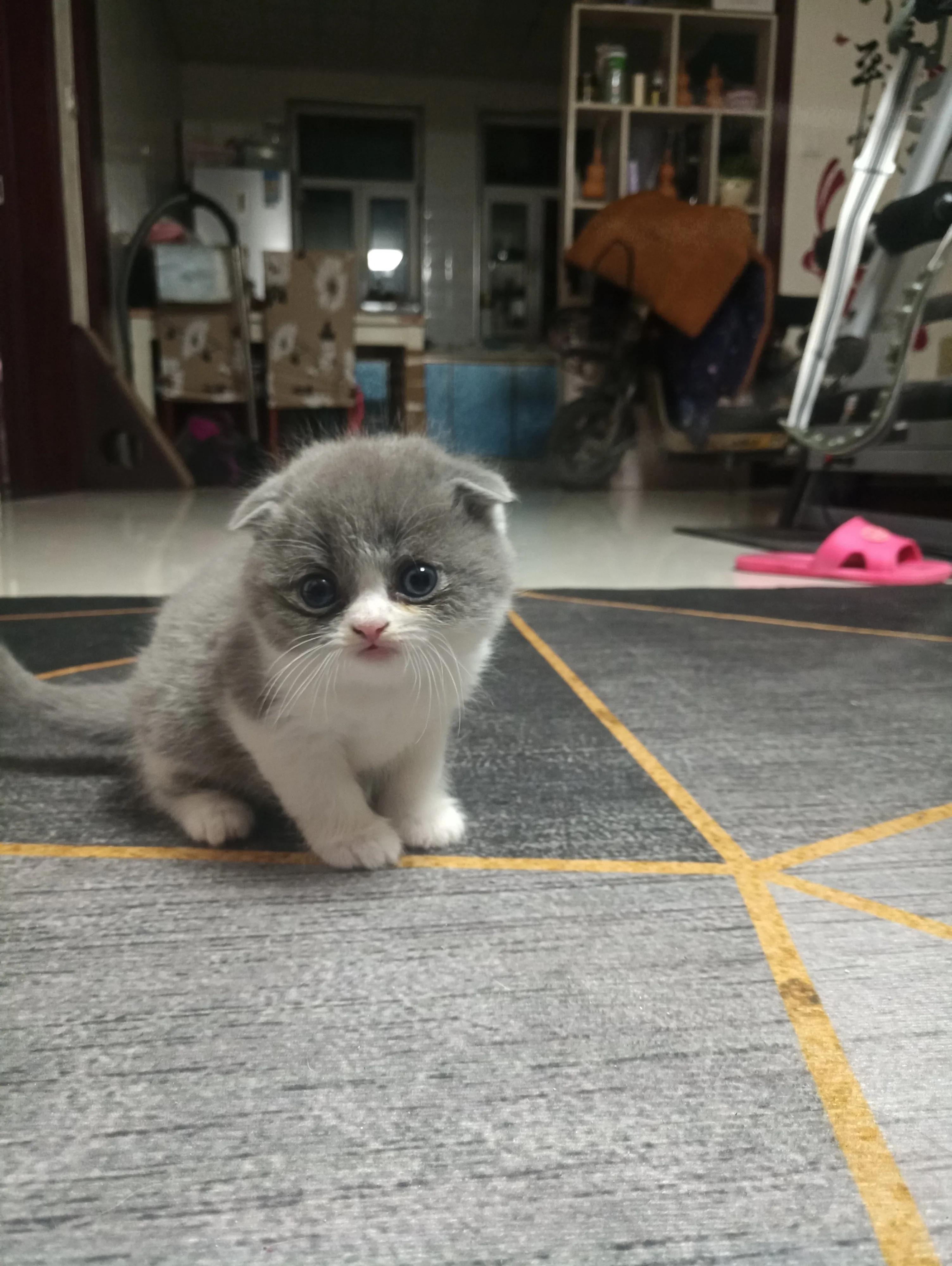 如何养一只安静的猫