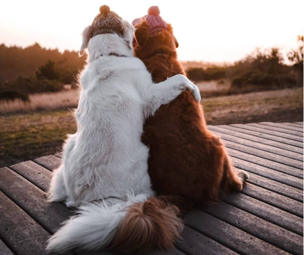 土狗的自然繁育方法