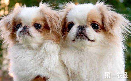 北京狮子犬多少钱一只