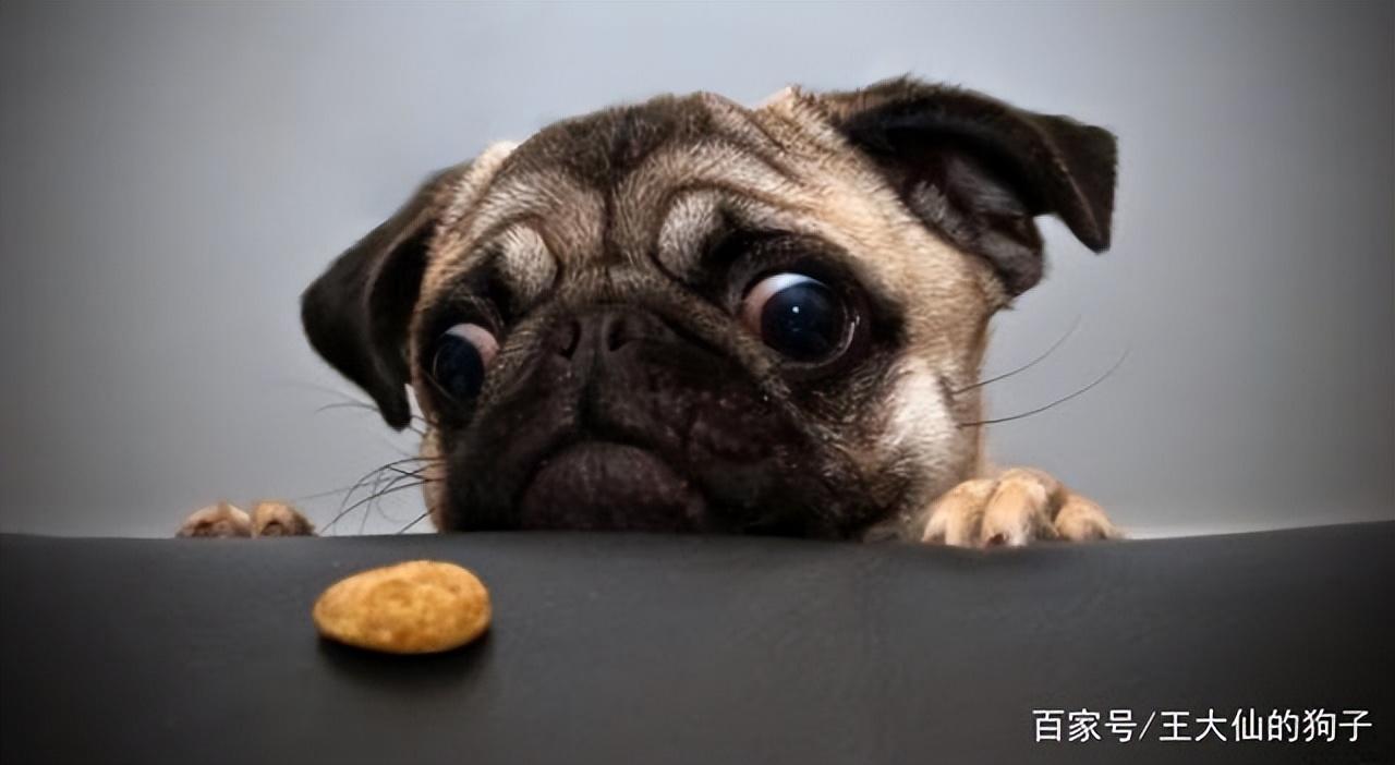 狗狗吐黄水肚子一抽一抽的