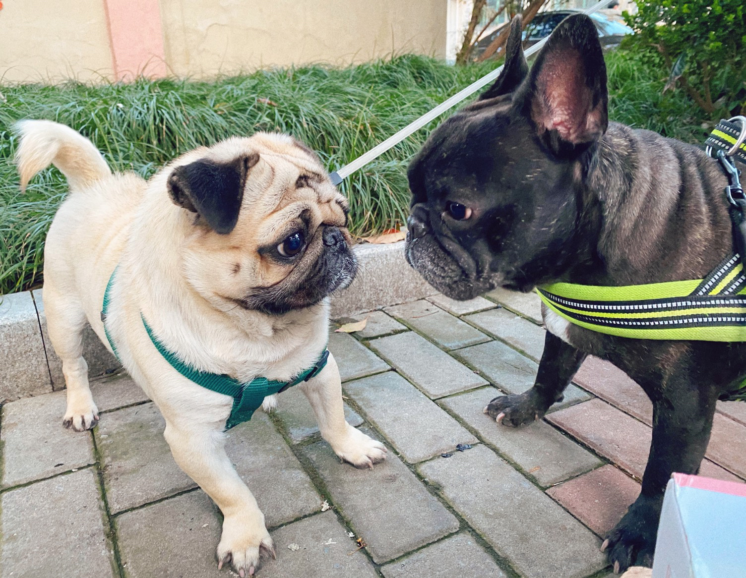 巴哥和法斗哪个好