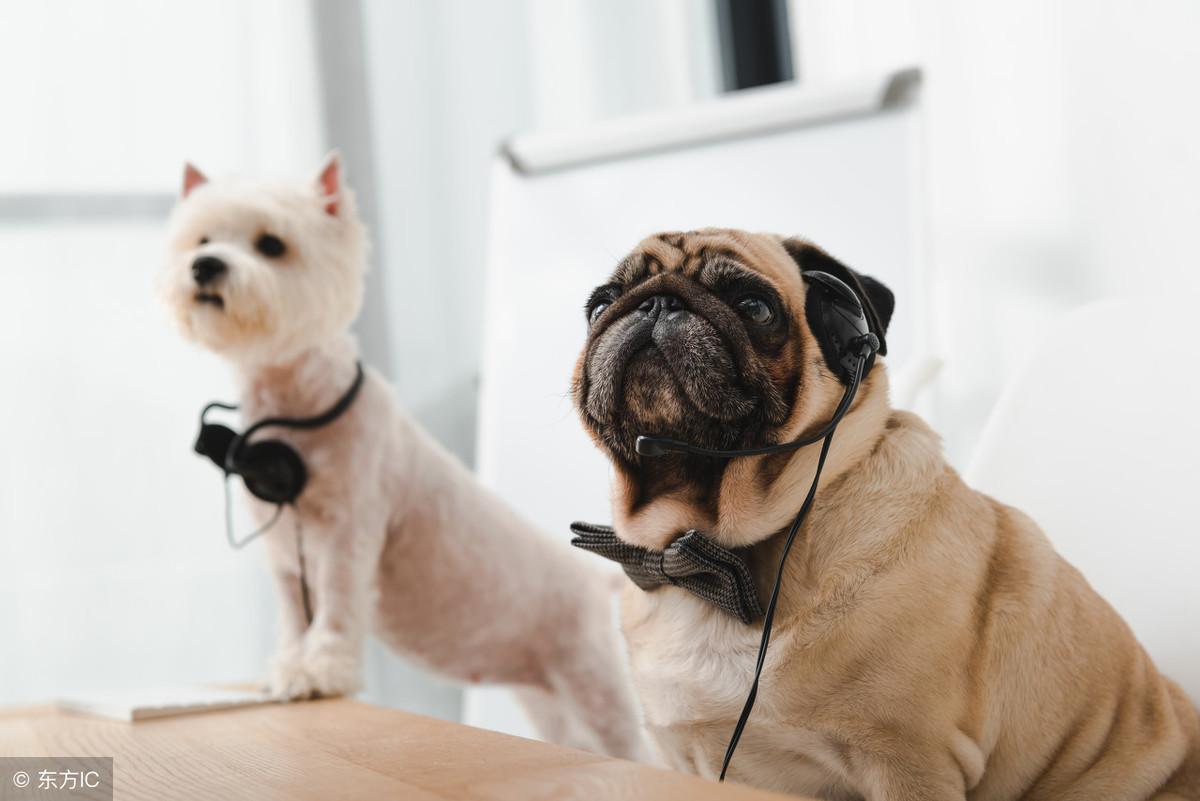 狗项圈好还是狗背带好