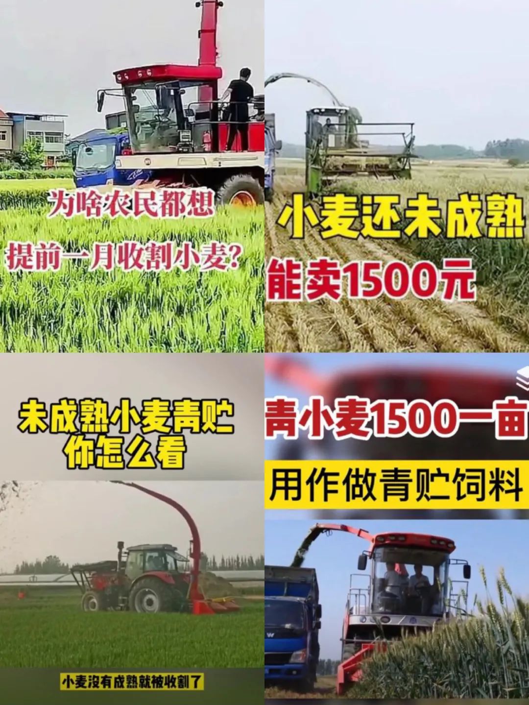 1500元一亩 谁在高价收青小麦