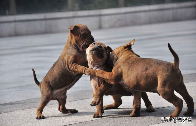 猎犬图片及名字大全