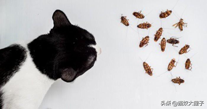 宠物猫把蟑螂吃了怎么办