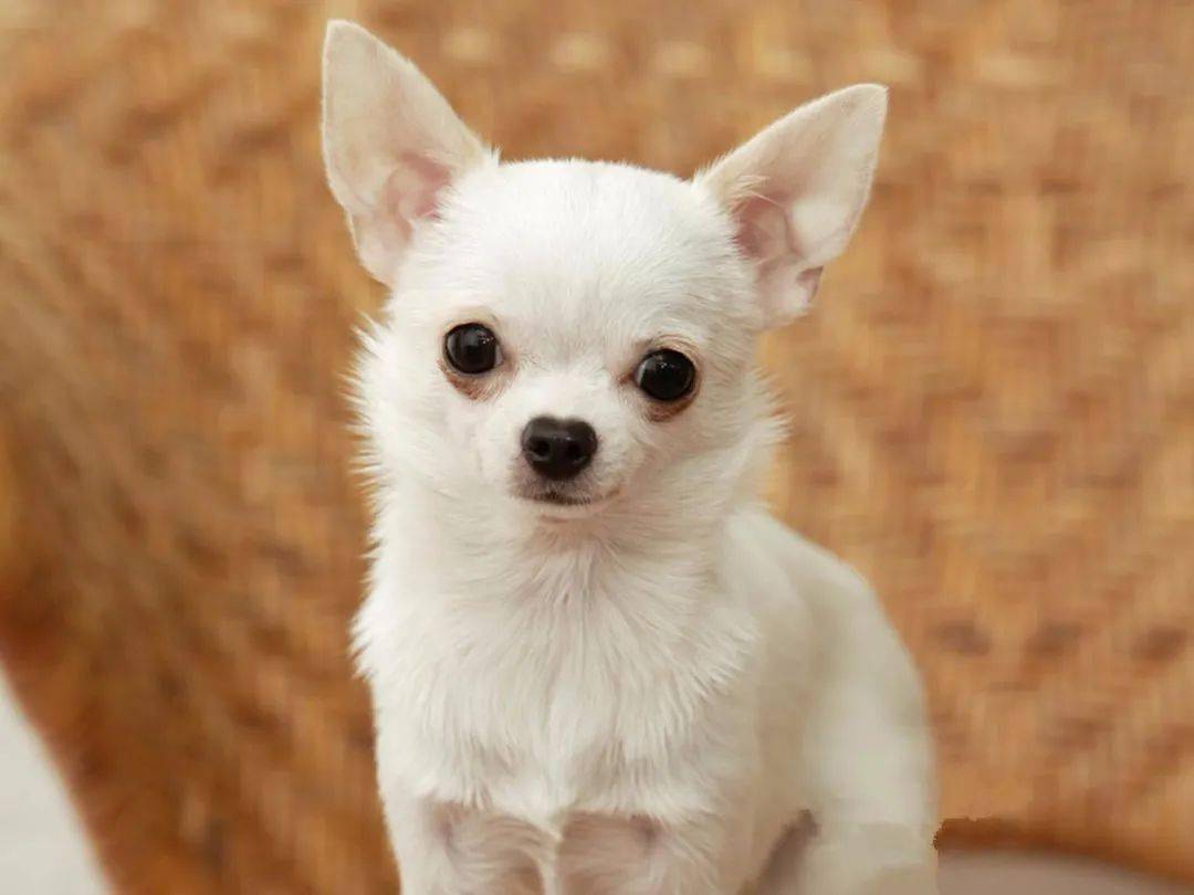 吉娃娃狗一般多少钱一只