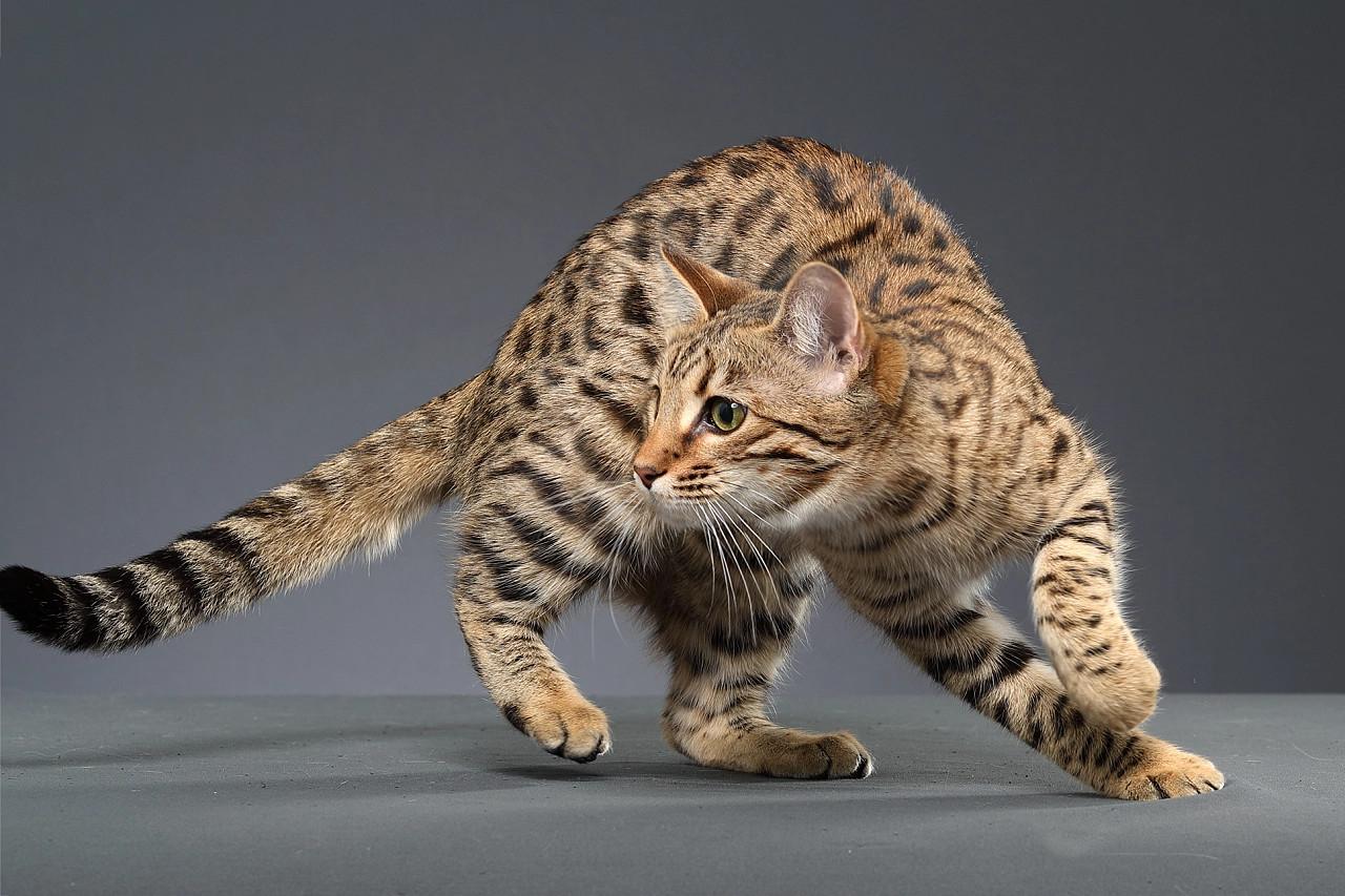 纯种孟加拉豹猫多少人民币