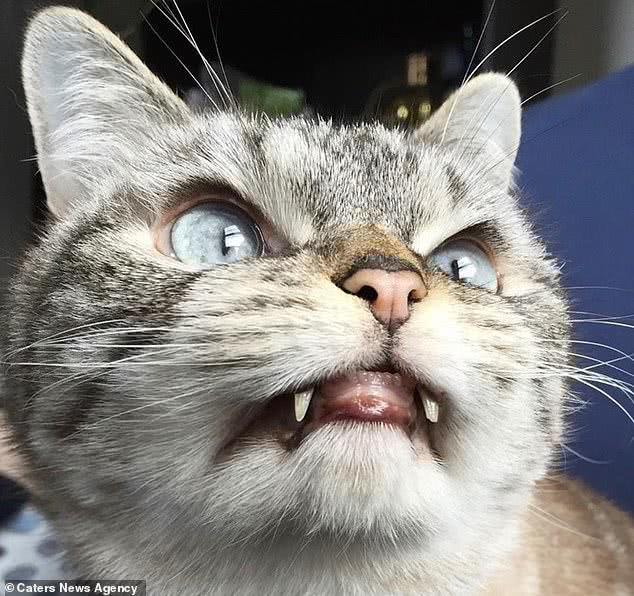 最凶的猫图片大全