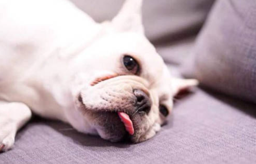 狗狗吐黄色的液体怎么回事