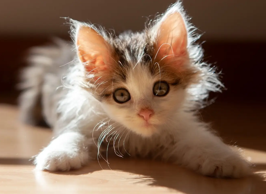 布偶猫只认一个主人吗