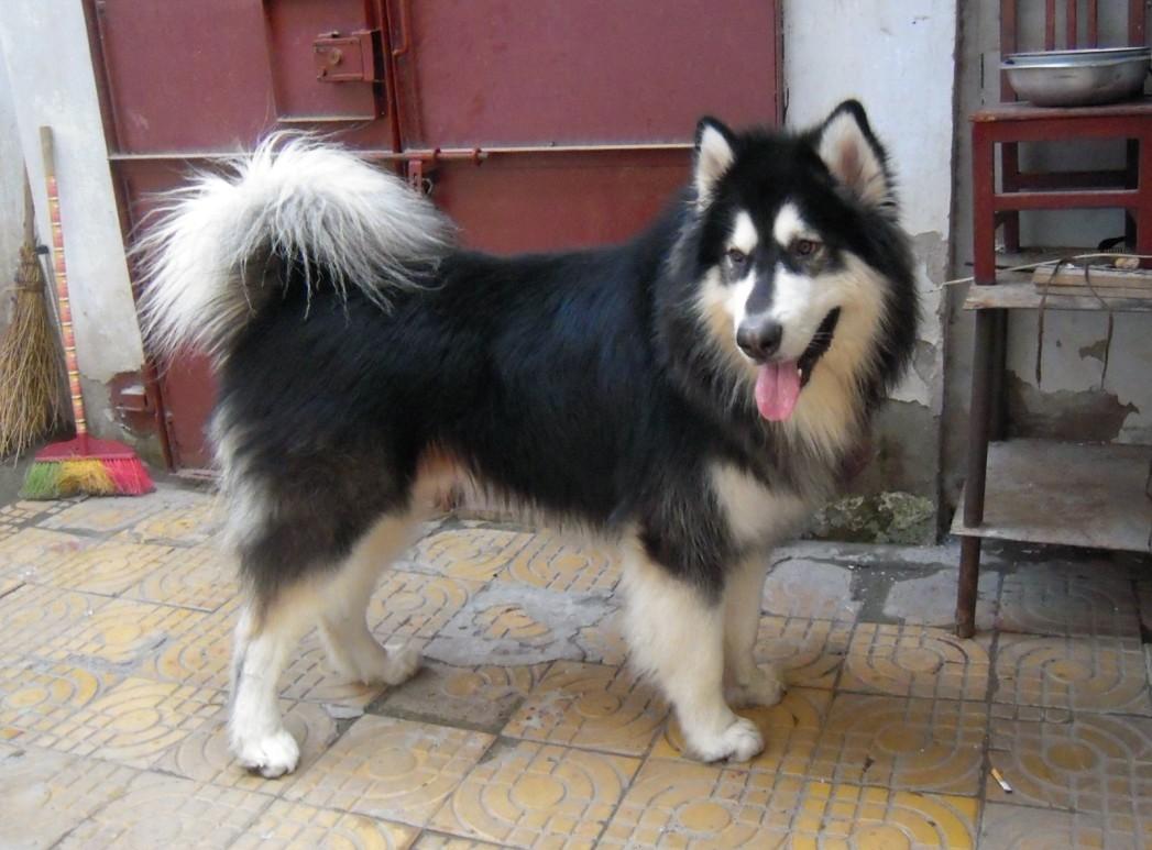 阿拉斯加犬怎么训练让它听话