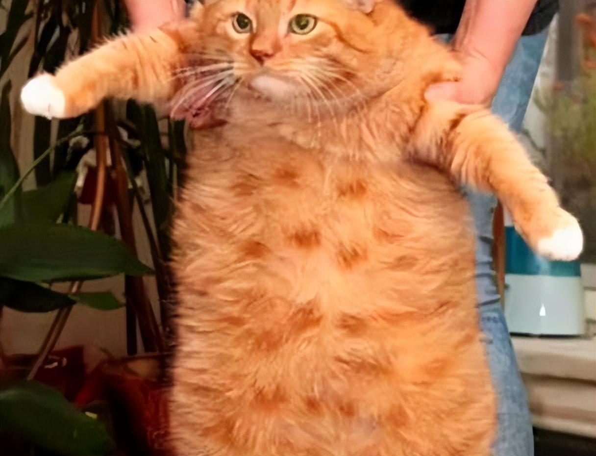 被宠坏的猫咪是什么样的