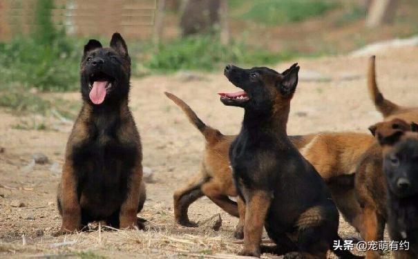 怎样挑选一只好的马犬幼犬