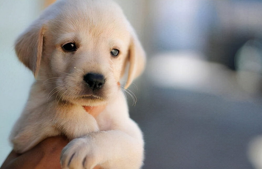 狗狗多大算是成年犬