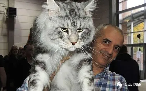 世界最大的猫有多大