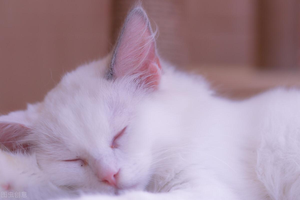 猫咪打喷嚏有哪些原因