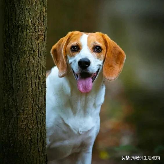 农村大半夜狗一直叫为什么