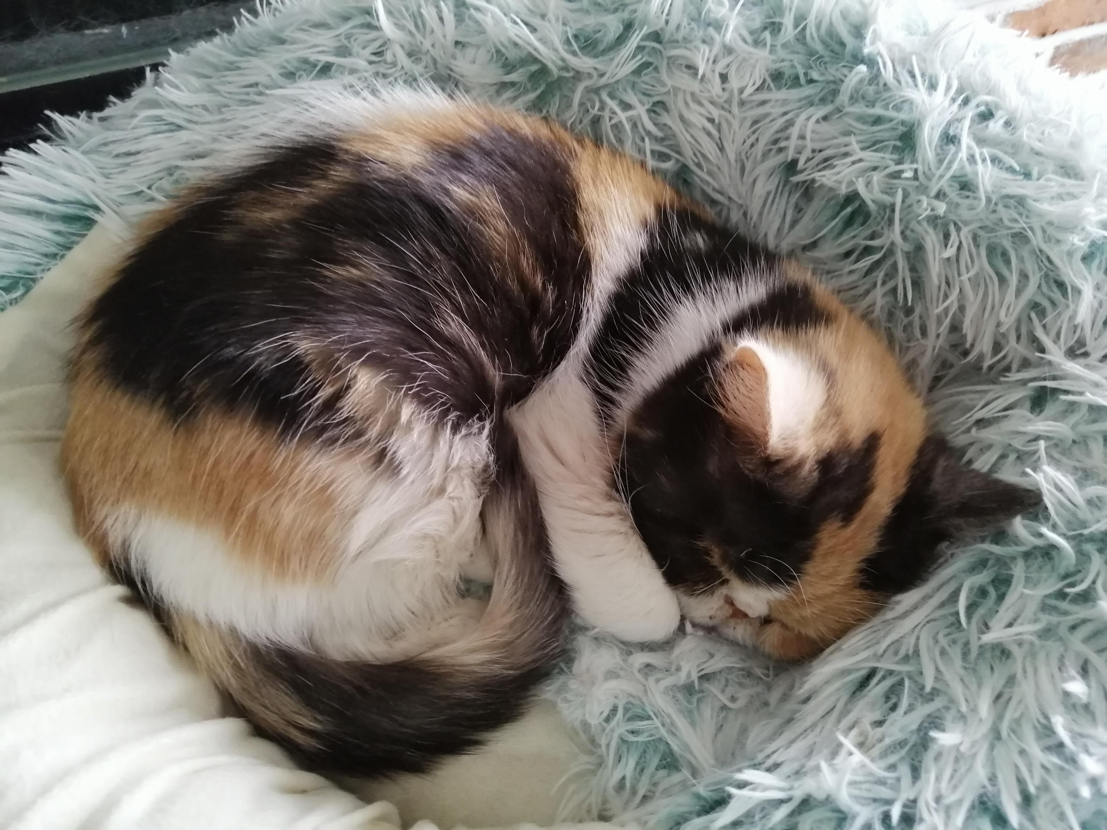 赶走野猫的绝招