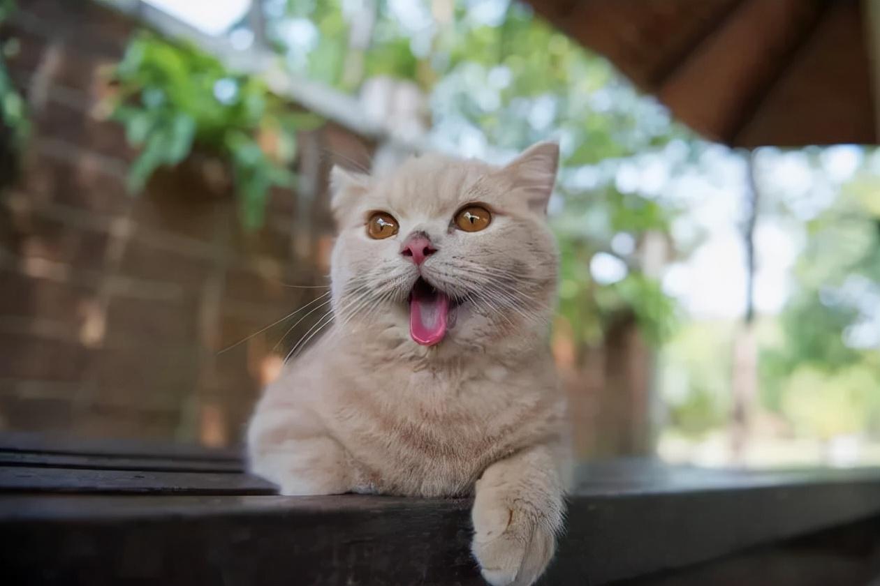 口臭吃什么药可以解决