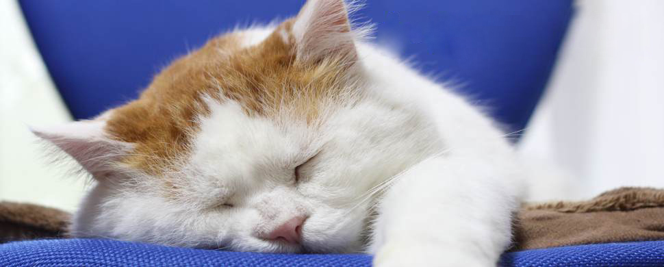 木天蓼是什么植物