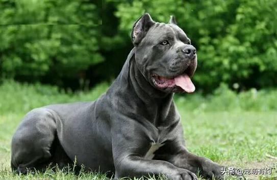 挑选卡斯罗犬的技巧和方法