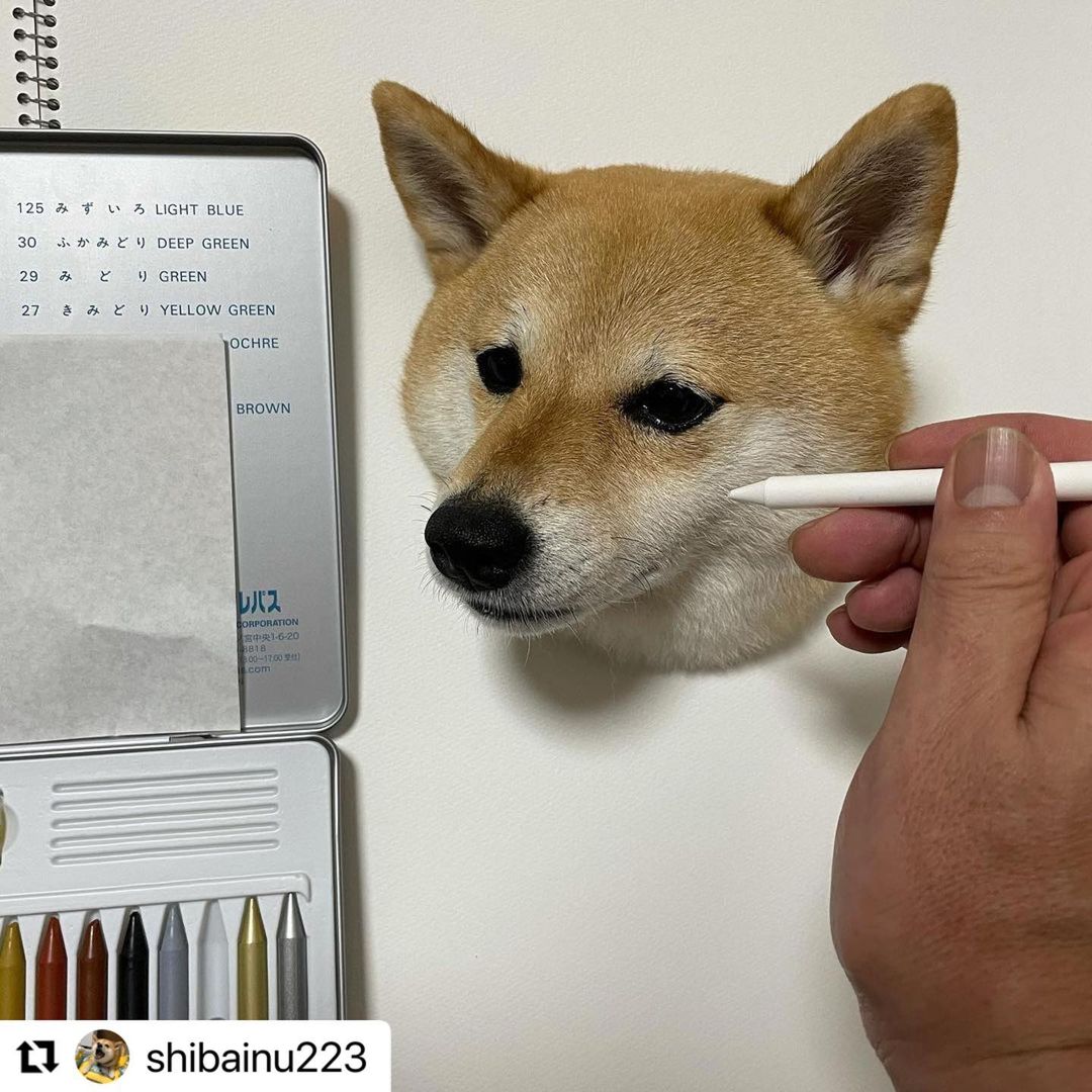 柴犬能长多少斤