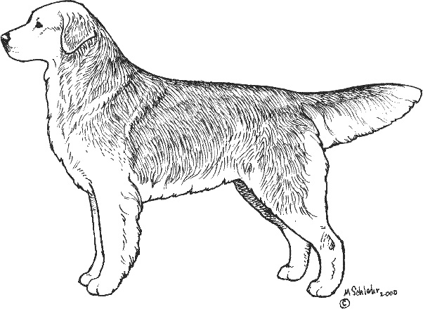 美系金毛是什么颜色