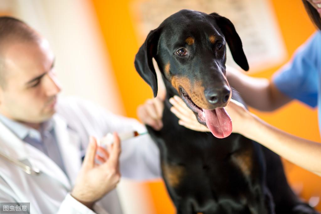 犬瘟热死亡率有多少