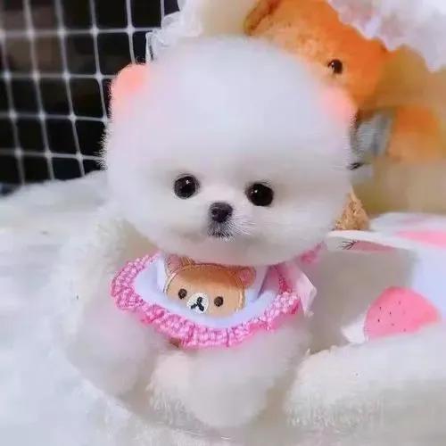 茶杯犬是什么品种的狗