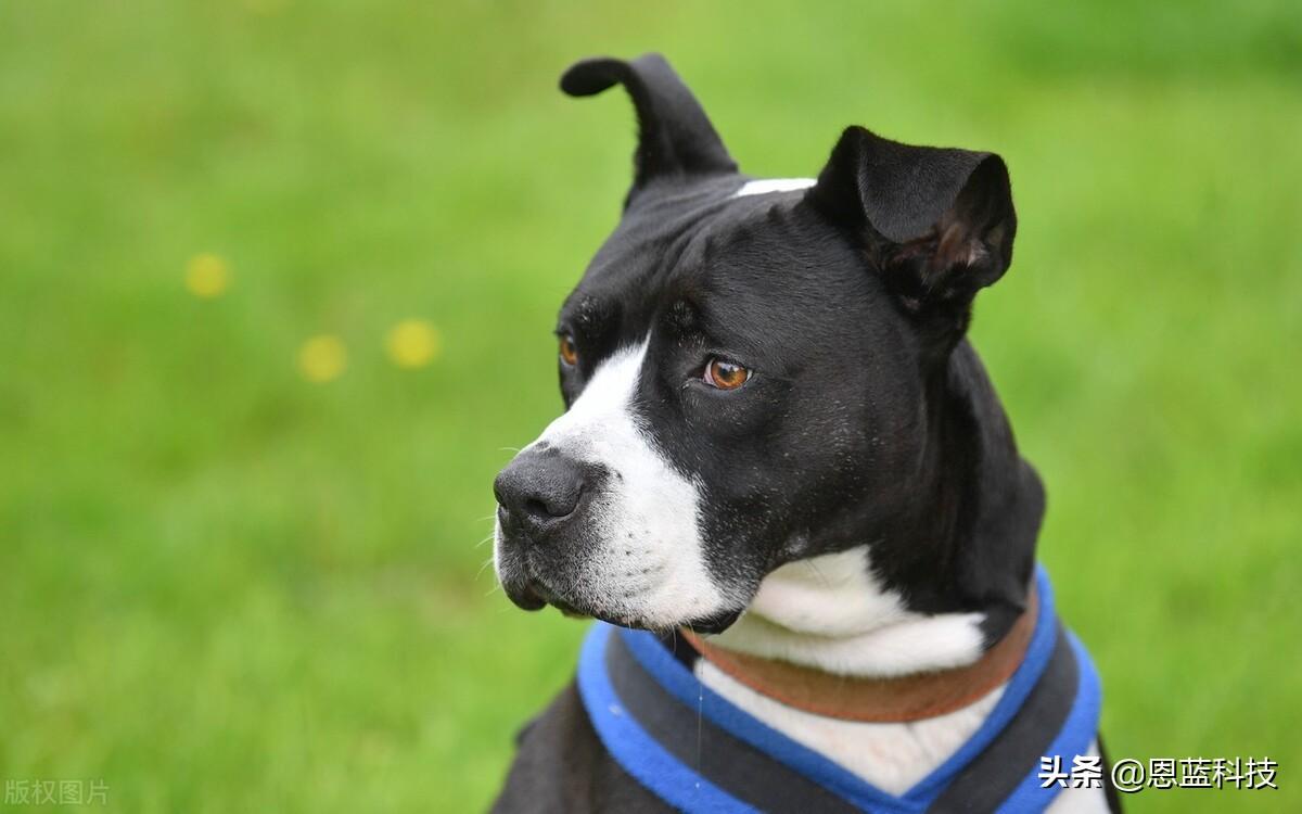 狗狗经常打嗝胸一抽一抽的