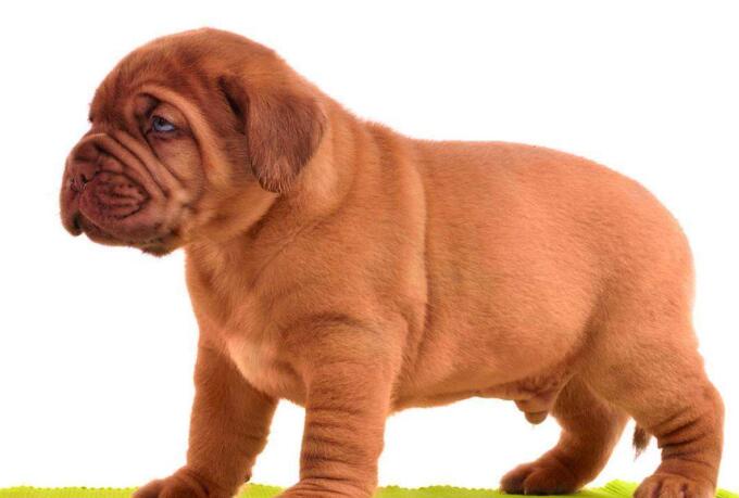 法国波尔多犬怎么样好养吗