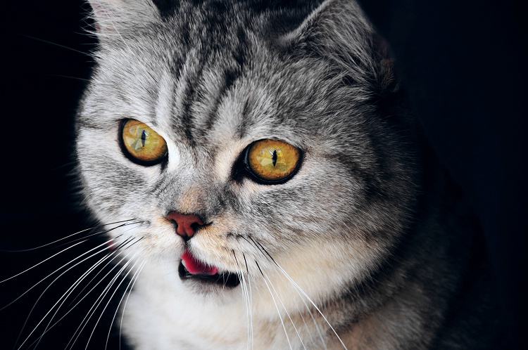 怎样帮母猫增加宫缩