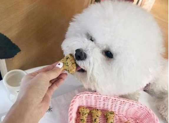 比熊吃什么牌子的狗粮好