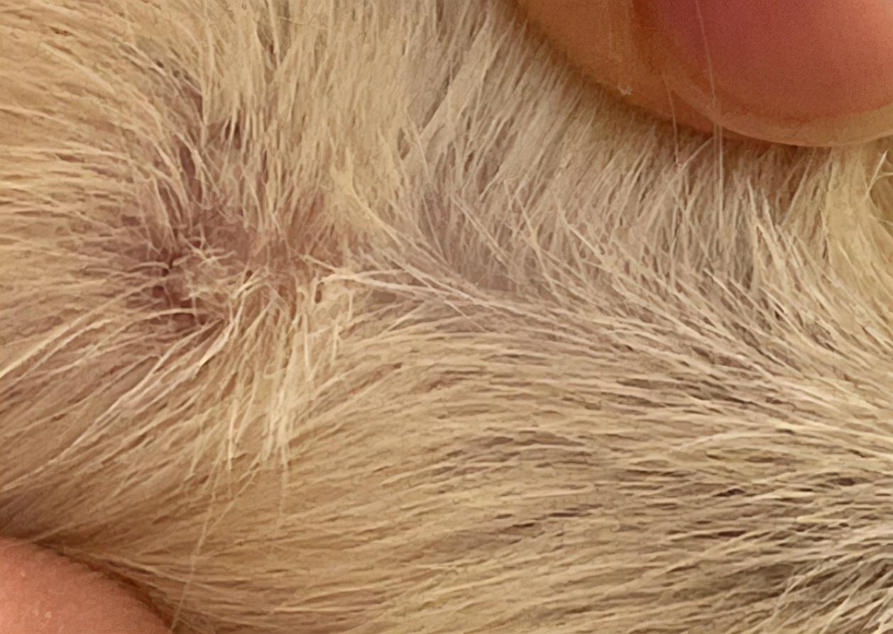 狗狗身上有白色米粒是虫卵吗