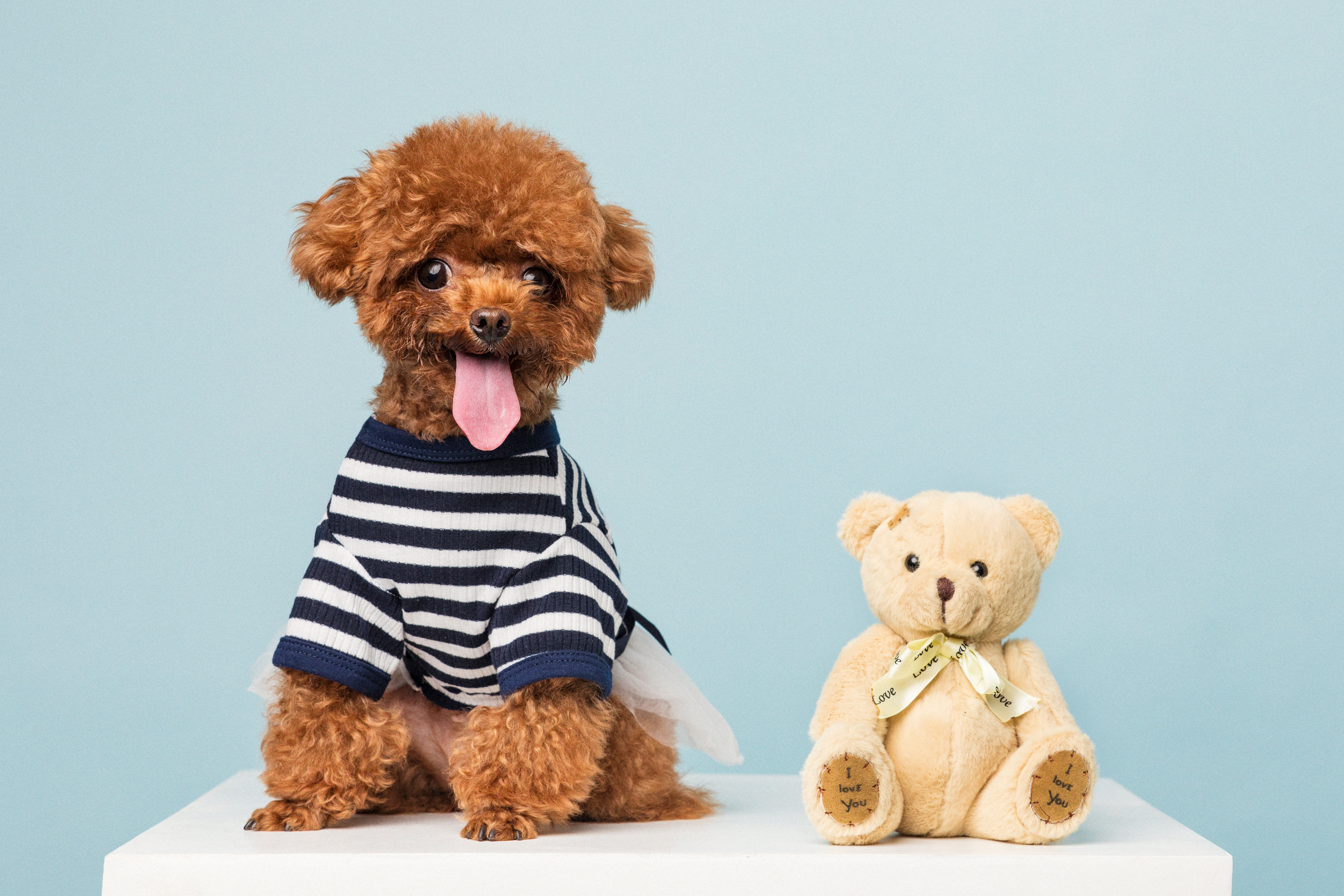 纯种泰迪犬图片及标准