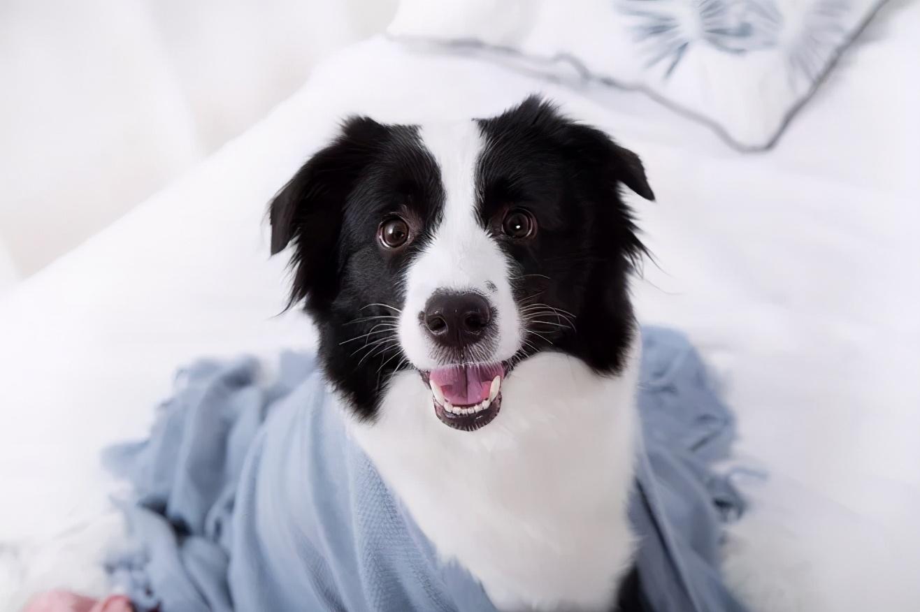 一只边境牧羊犬多少钱