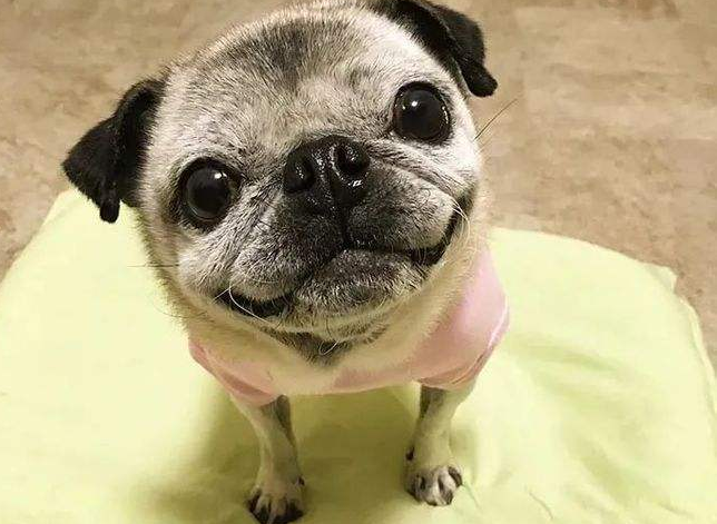 养巴哥最大的忌讳