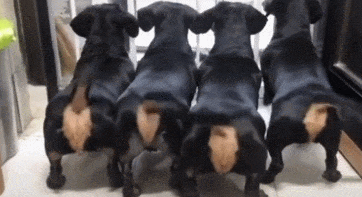 迷你腊肠犬多少钱一只