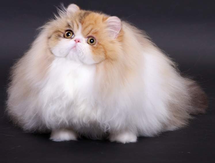 长毛猫打结掉毛怎么处理