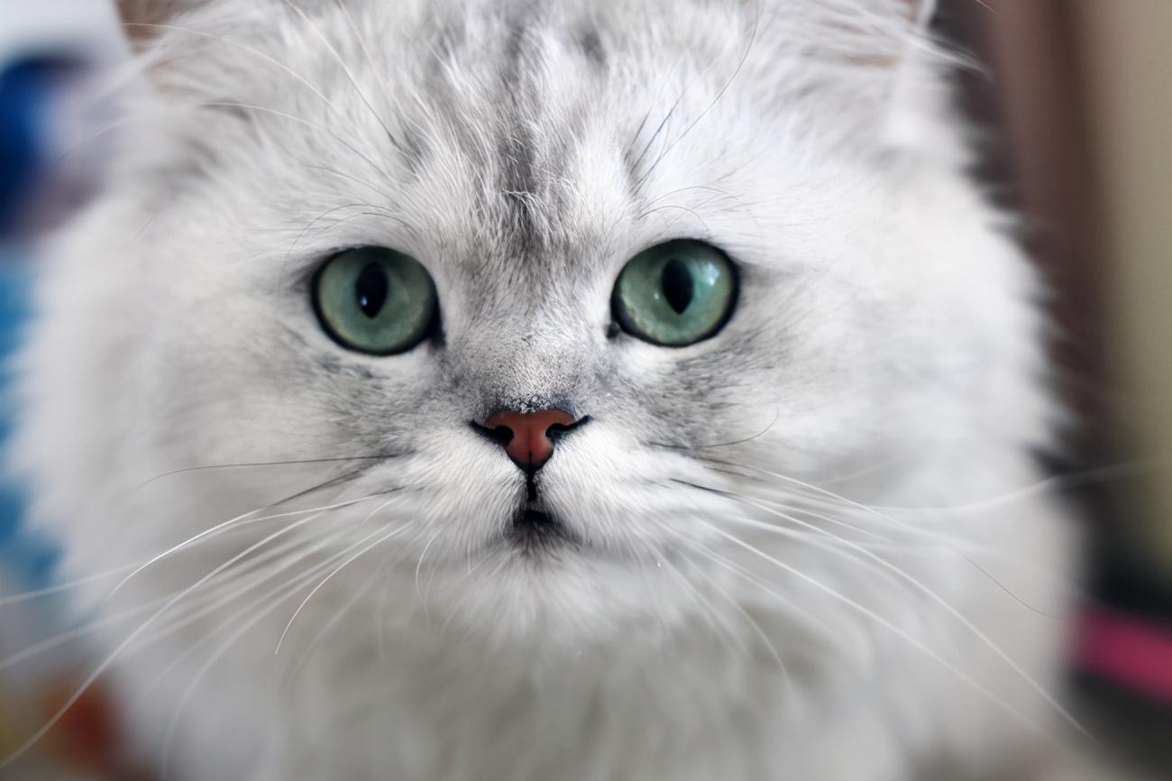 山东狮子猫多少钱一只