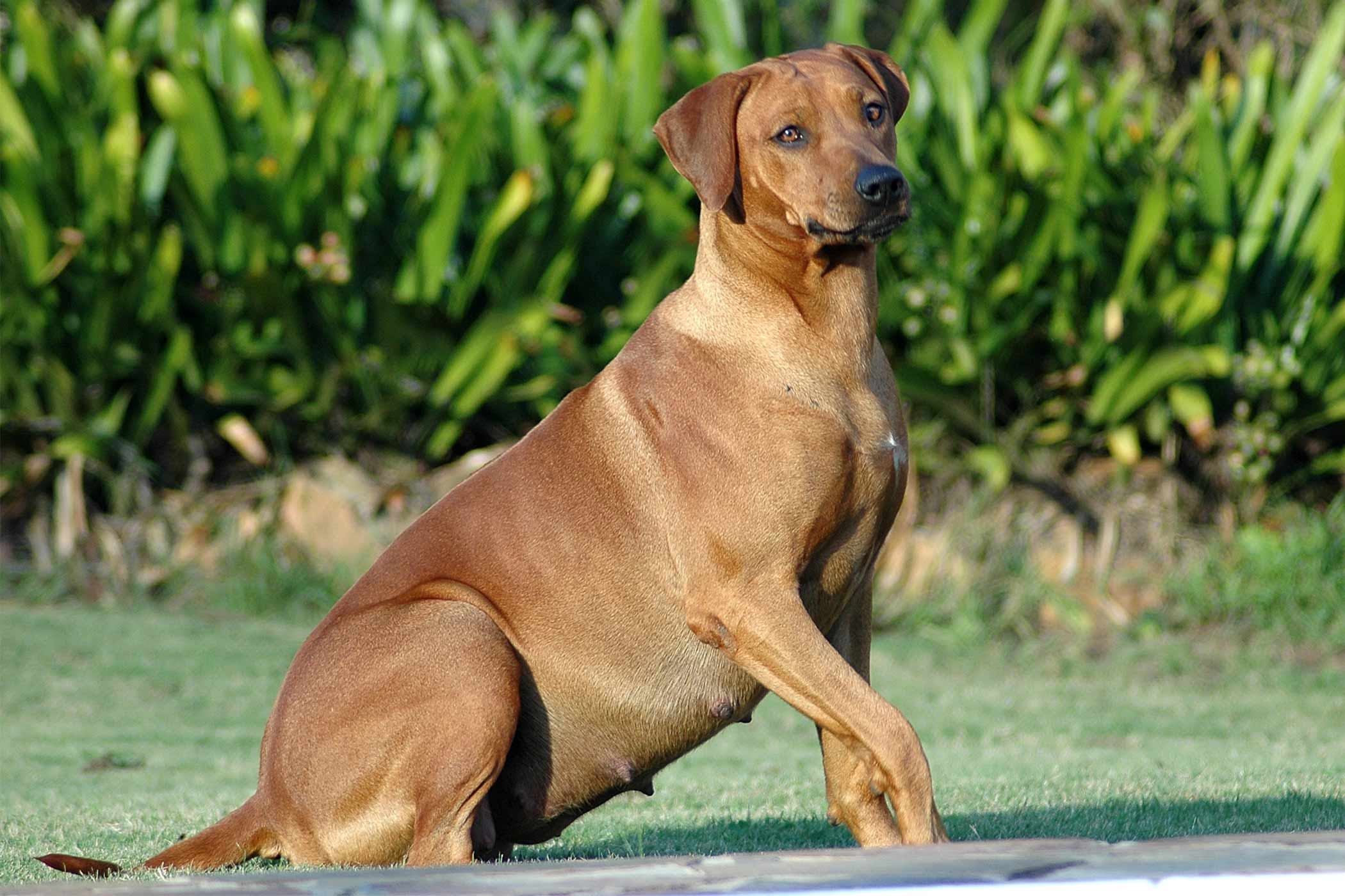 狗狗打胎药多少钱啊