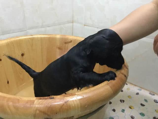 拉布拉多40天幼犬照片