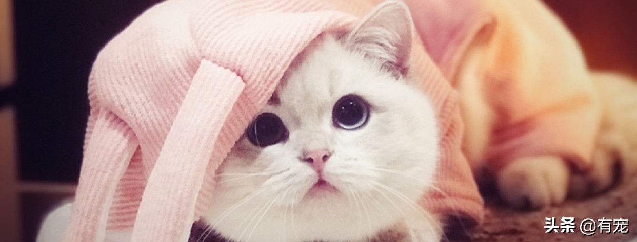 坐飞机可以带猫吗