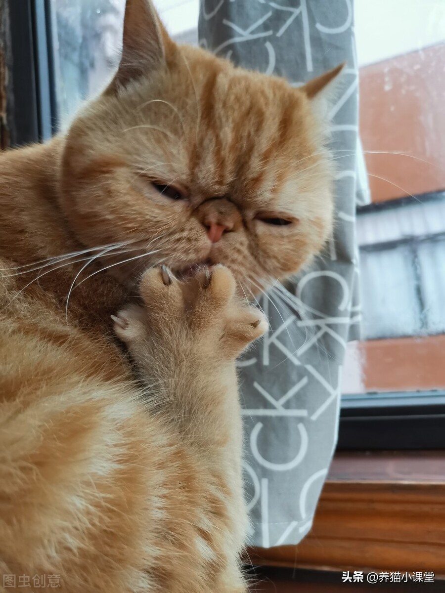 一般宠物猫多少钱